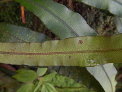 Blechnum attenuatum