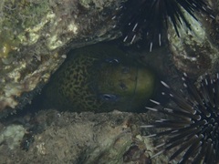 Gymnothorax javanicus