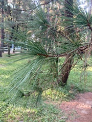 Pinus morrisonicola