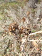 Arctium tomentosum