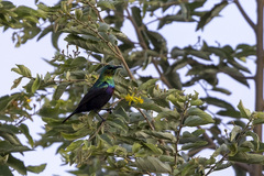 Cinnyris bifasciatus