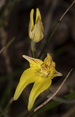 Caladenia flava flava