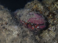 Dardanus sanguinolentus