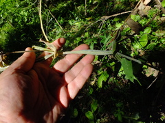 Lathyrus pisiformis