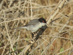 Curruca melanocephala
