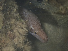 Gymnothorax zonipectis