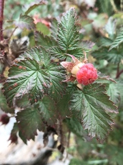 Himbeere (Rubus idaeus): Herkunft und Verwendung — Foto 2