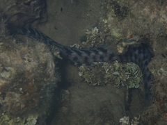 Gymnothorax zonipectis