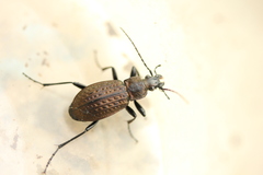 Carabus granulatus