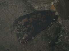 Conus striatus