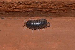 Cylisticus convexus