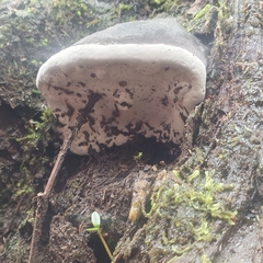 Ganoderma australe
