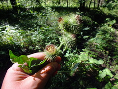 Arctium