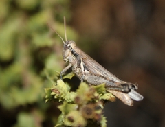 Melanoplus cinereus