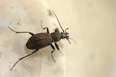 Carabus granulatus