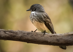 Rhipidura rufiventris