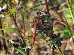 Sympetrum vulgatum