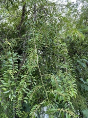 Olax scandens
