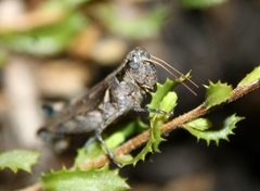 Melanoplus cinereus