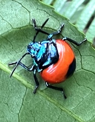 Poecilocoris latus