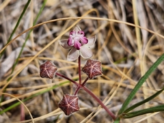 Asclepias stellifera