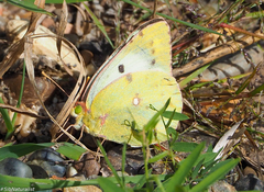 Colias hyale