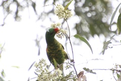 Trichoglossus chlorolepidotus