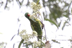 Trichoglossus chlorolepidotus