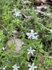 Orianthera serpyllifolia