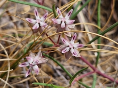 Asclepias stellifera