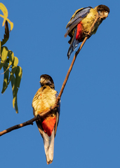 Platycercus venustus