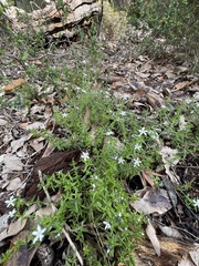 Orianthera serpyllifolia