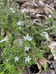 Orianthera serpyllifolia