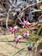 Asclepias stellifera
