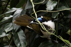 Entomyzon cyanotis