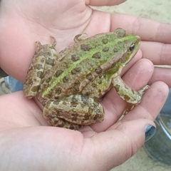 Pelophylax ridibundus