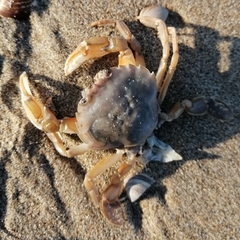 Liocarcinus holsatus