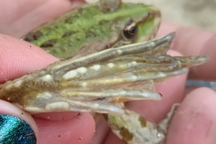 Pelophylax ridibundus