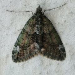 Chloroclysta siterata
