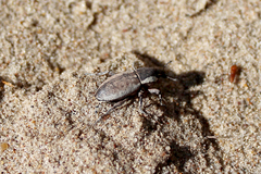 Pseudocleonus marginicollis