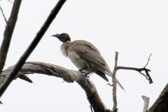 Philemon corniculatus