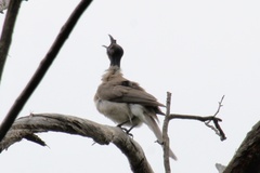 Philemon corniculatus