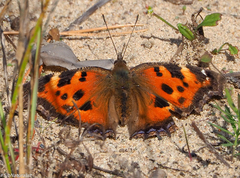 Nymphalis xanthomelas