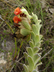 Hermannia trifoliata