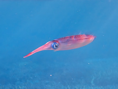 Sepioteuthis lessoniana