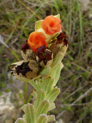 Hermannia trifoliata