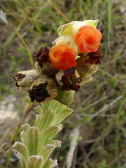 Hermannia trifoliata