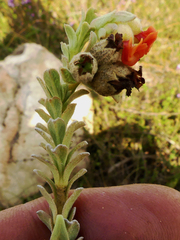Hermannia trifoliata