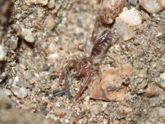 Eremobatidae