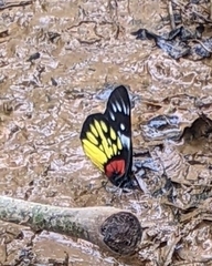 Delias pasithoe